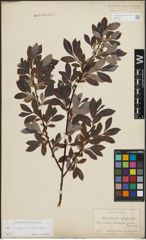 Foto von Salix lapponum L. x Salix phylicifolia L.